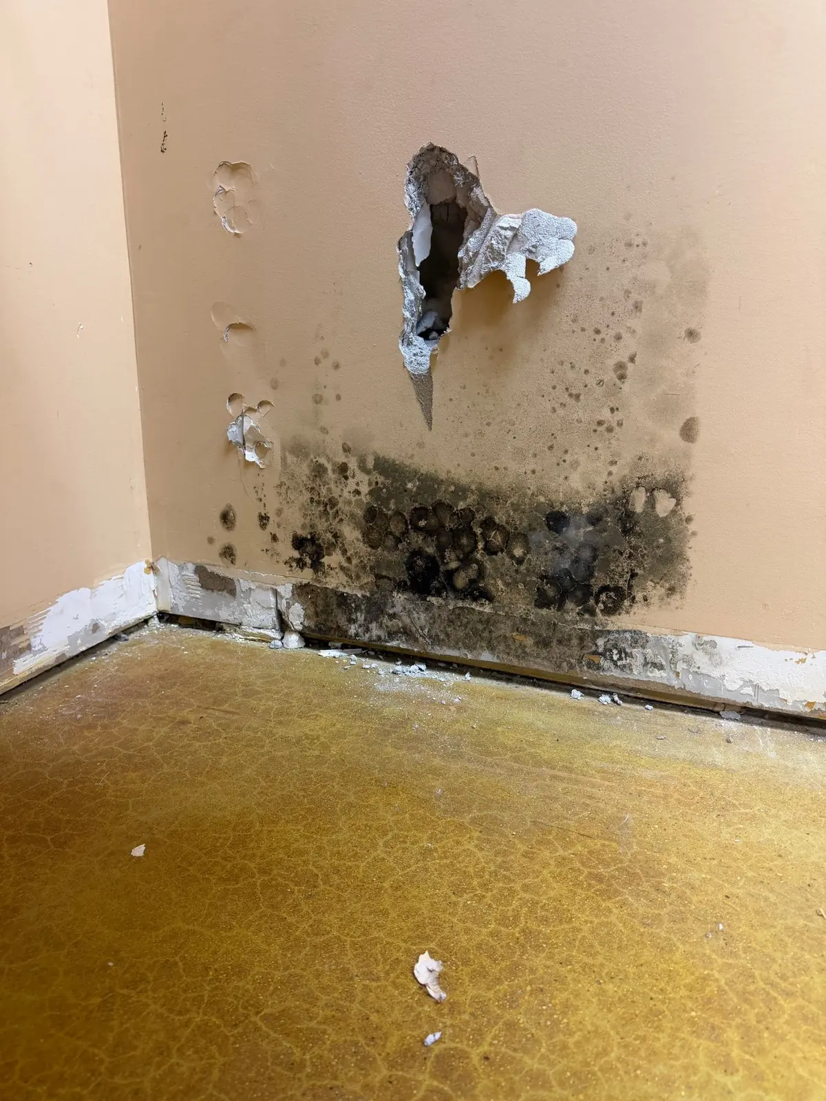 Mold growth caused by basement humidity